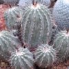 Copiapoa_cinerea_v_albispi